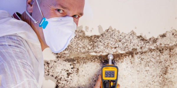 Pest controler gauges a mold infestation